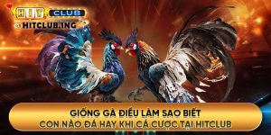 Giống gà điều làm sao biết con nào đá hay khi cá cược tại hitclub