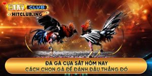 Đá gà cựa sắt hôm nay - Cách chọn gà để đánh đâu thắng đó