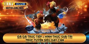 Đá gà trực tiếp - Hình thức giải trí trực tuyến siêu gay cấn